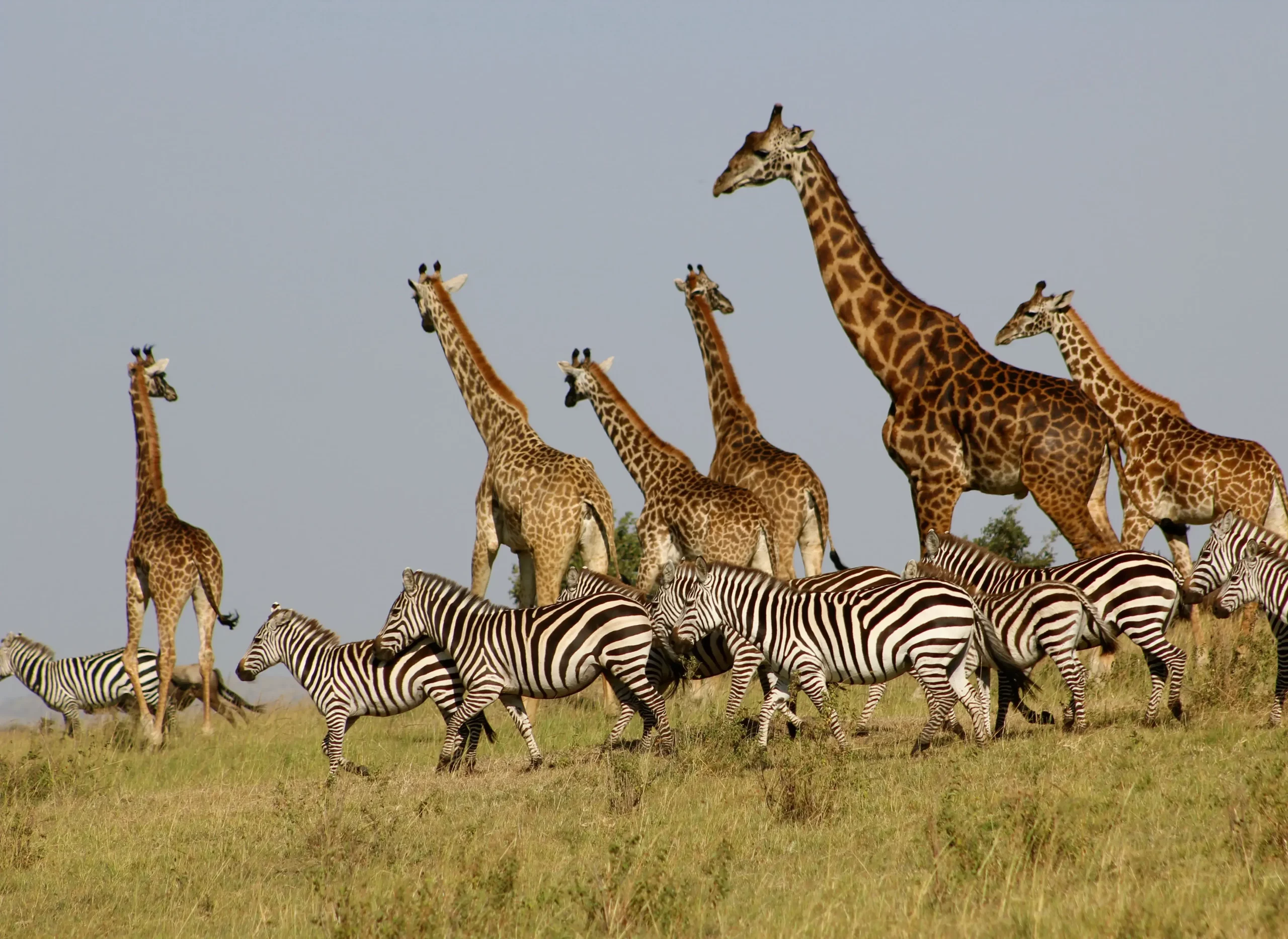 Giraffe in Masai mara