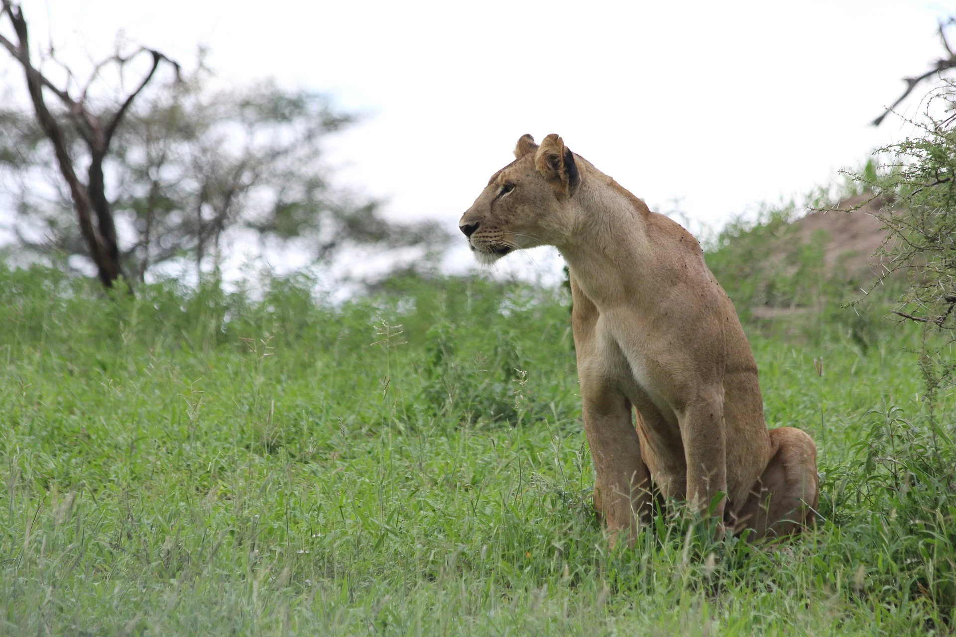 lioness serengati