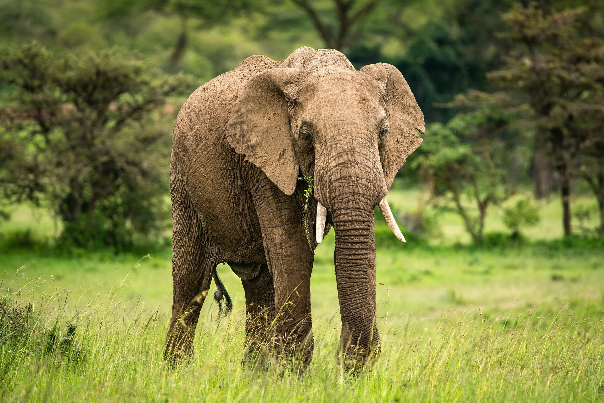 Masai Mara African Elephant