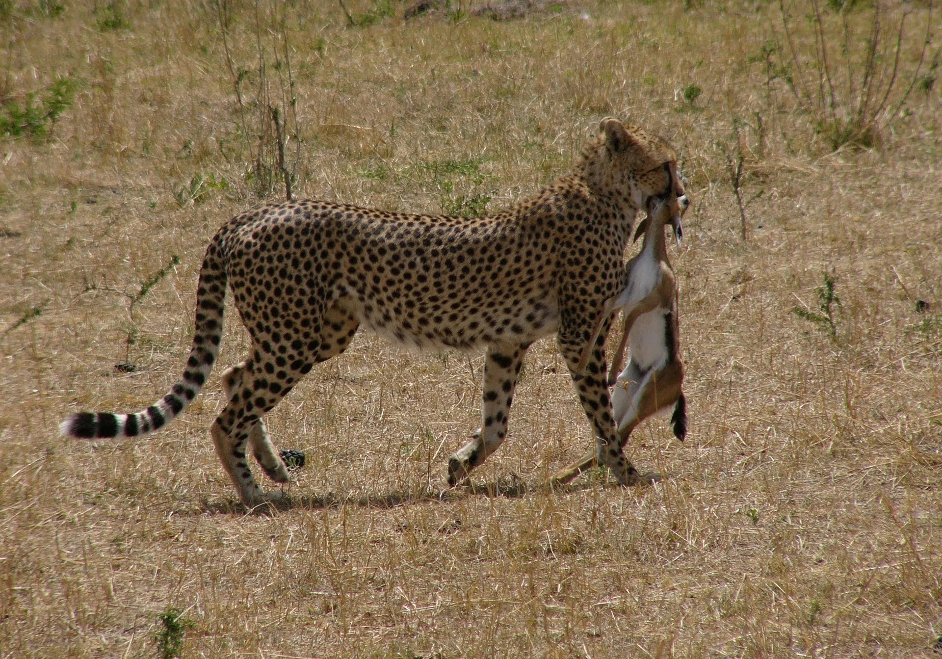 leopard hunting