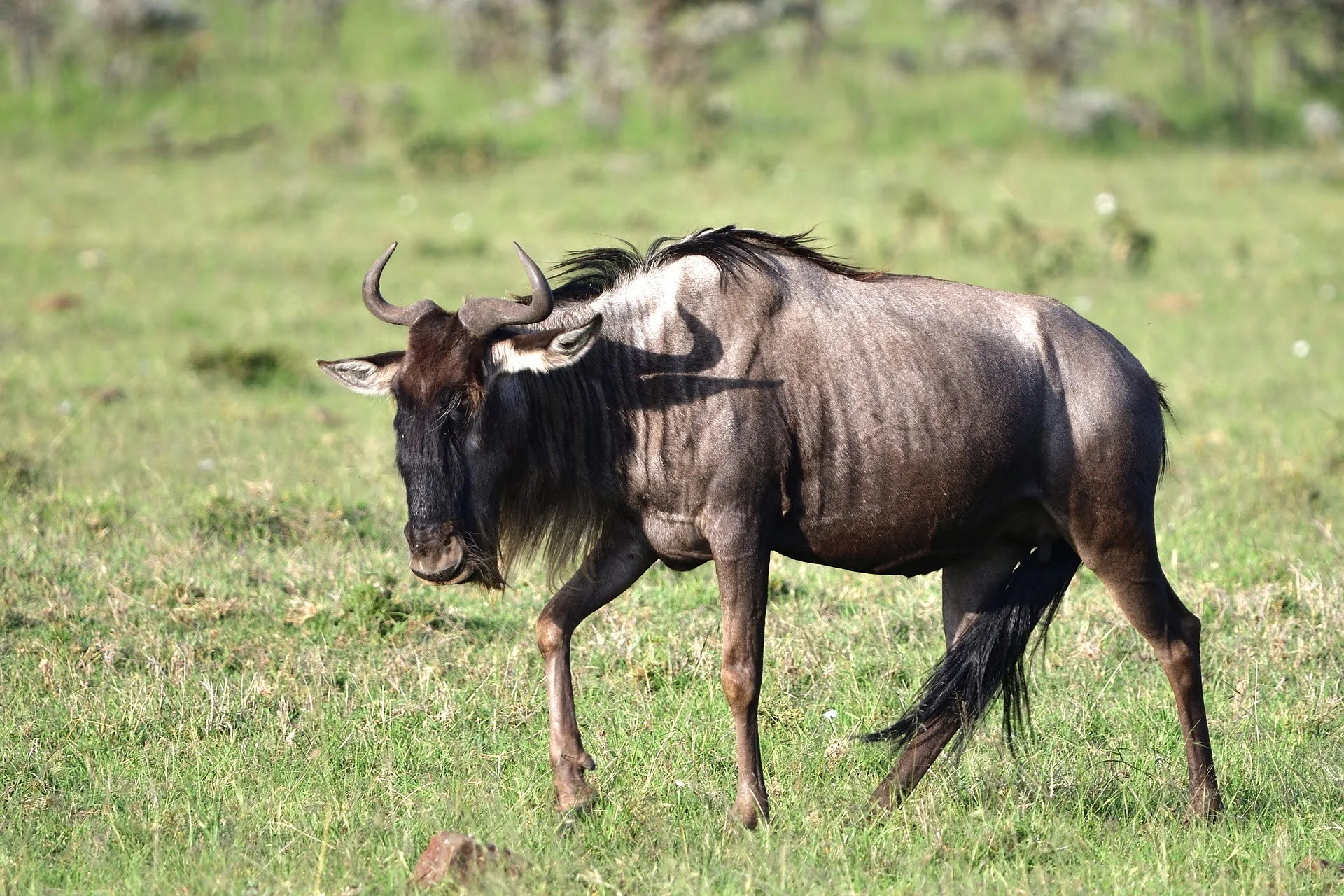 wildebeest in masai mara