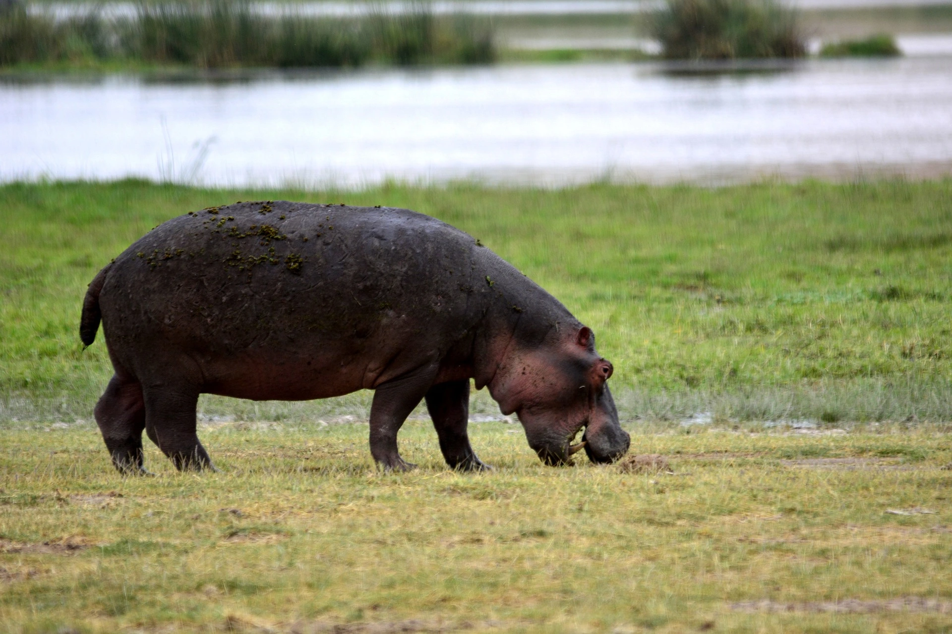 historical importance of hippo