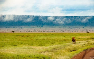 Scarface Lion: The Legend of Masai Mara