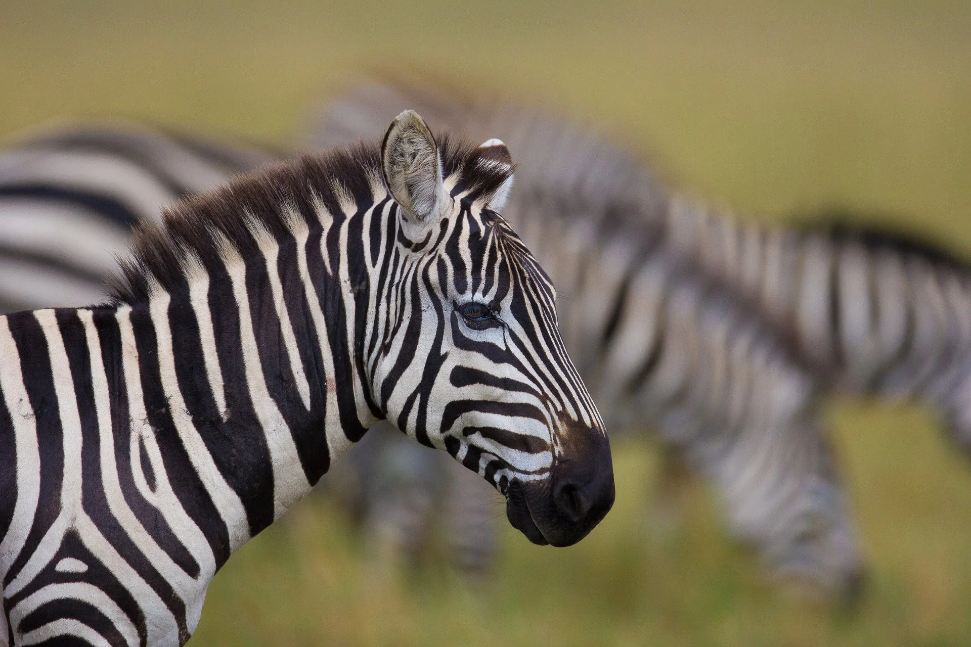 Zebra in masai mara