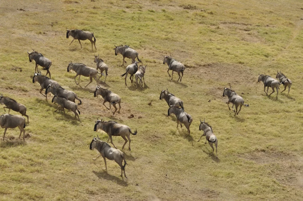 Masai Mara Wildebeest migration