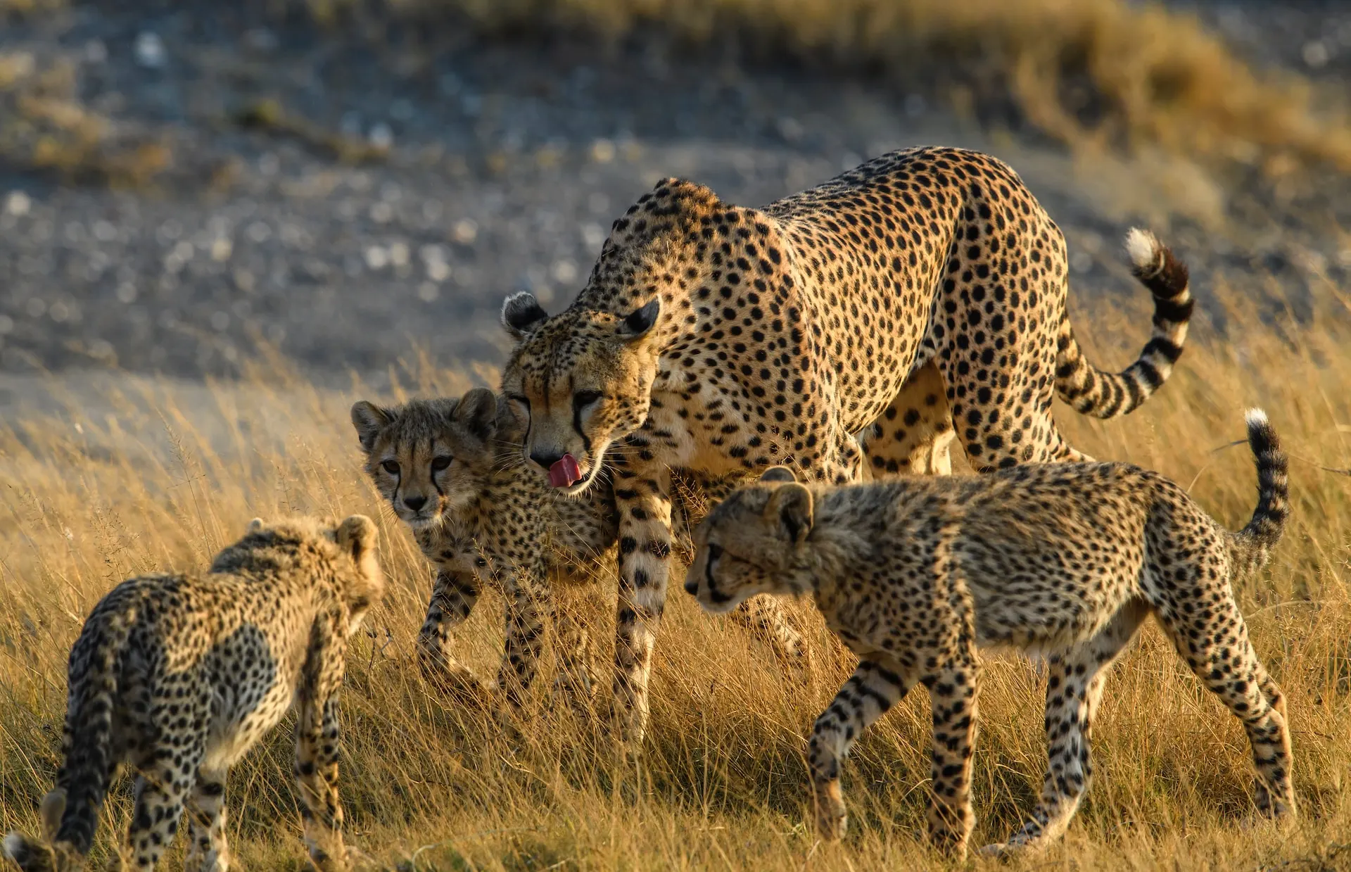 serengeti leopard leap