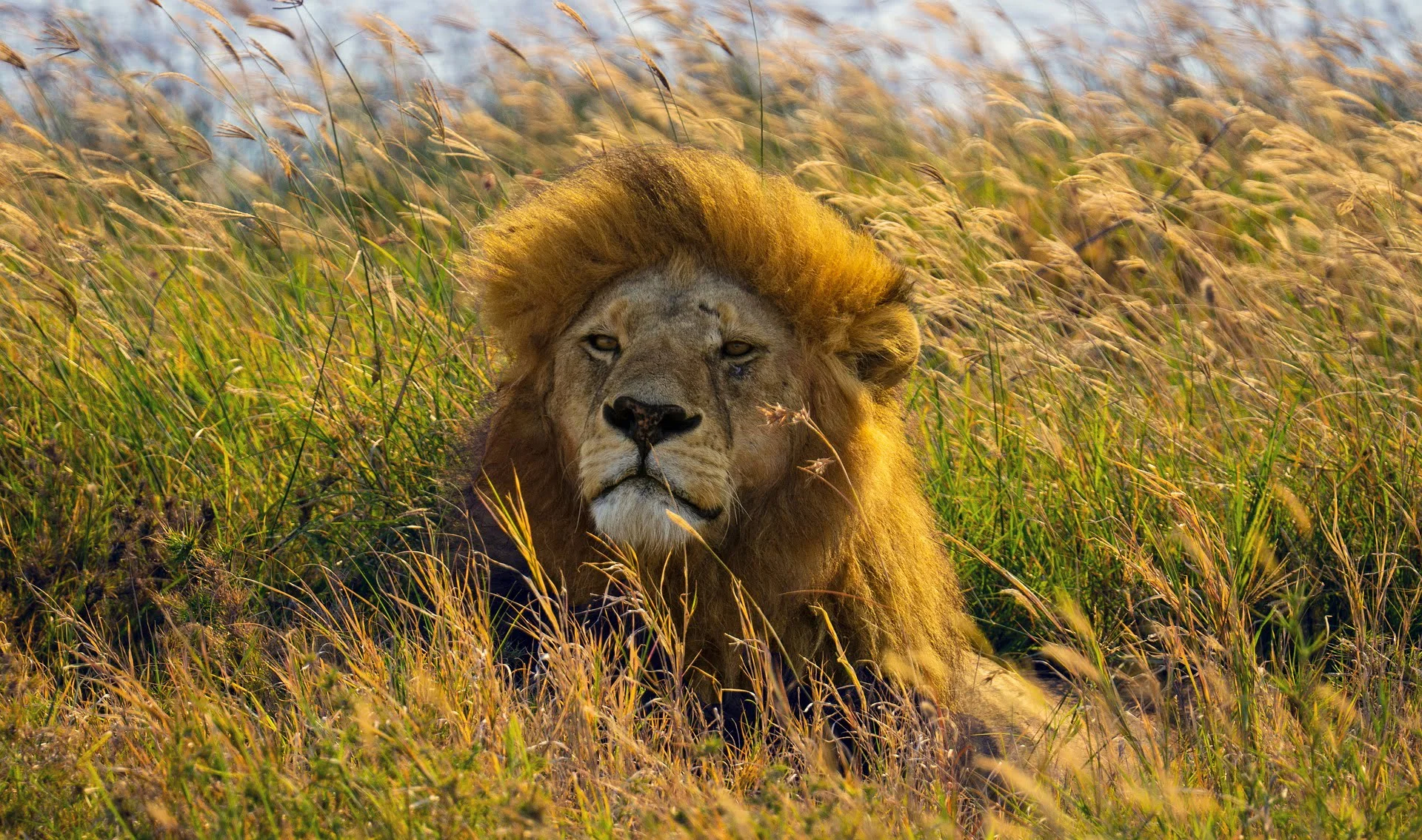 Majestic african lion in serengeti