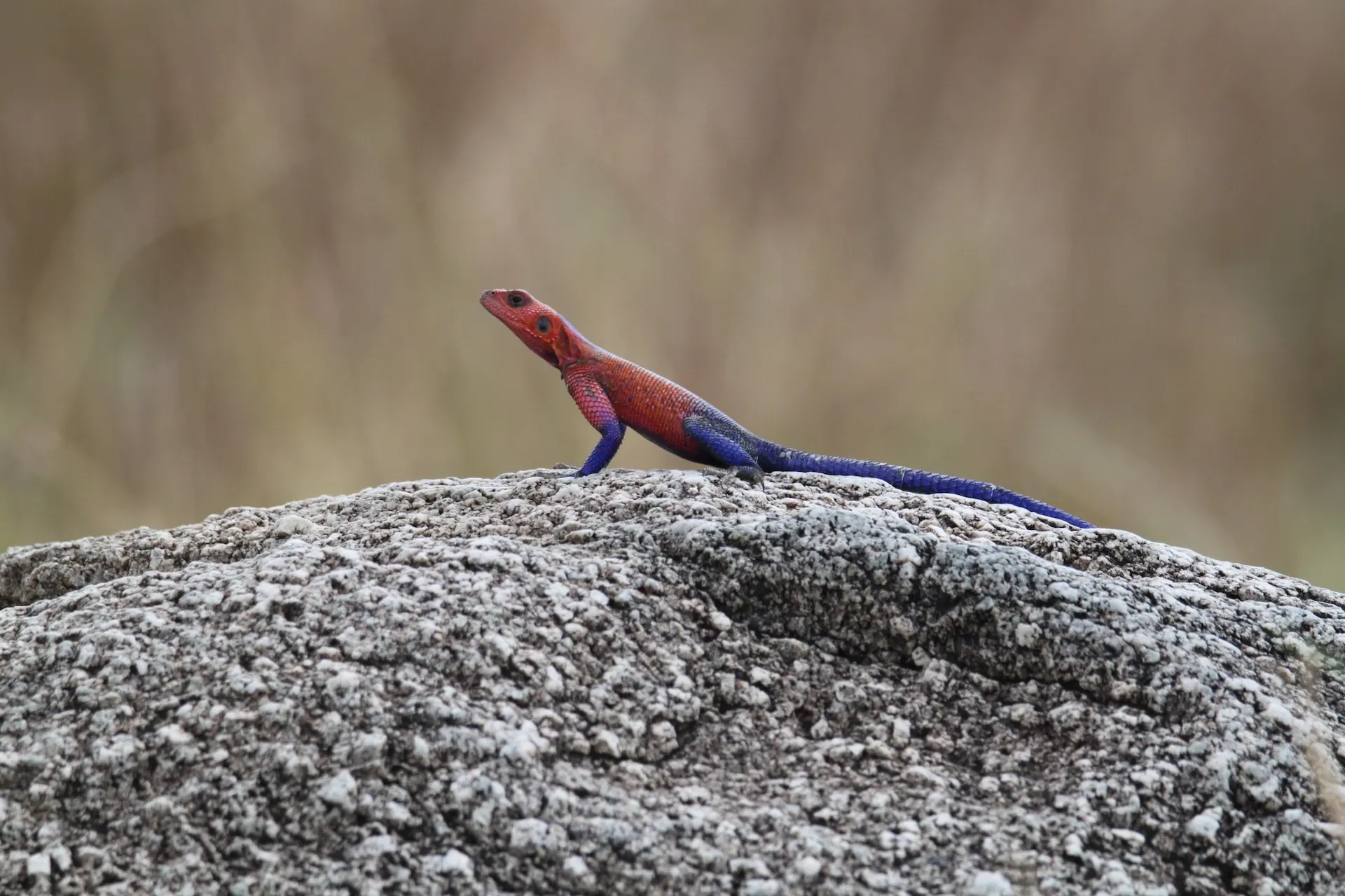 Lizard of serengeti