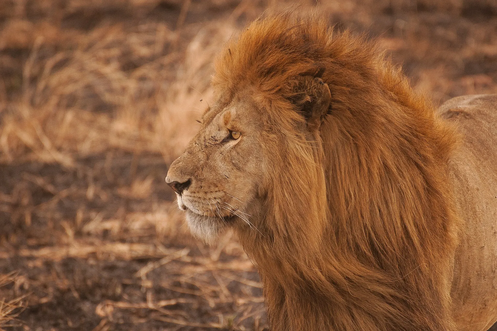 serengeti safari big cats