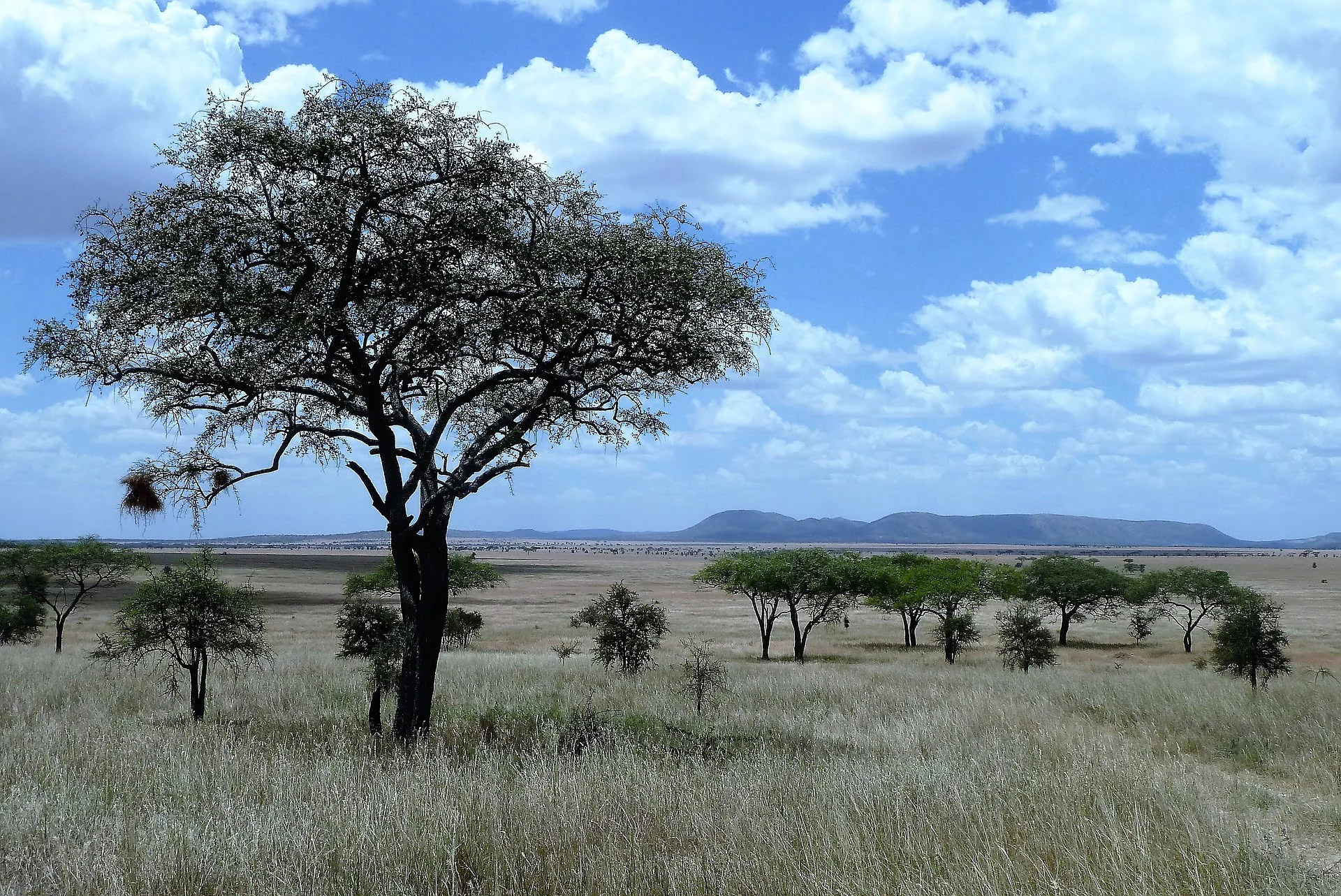 serengeti safari big cats