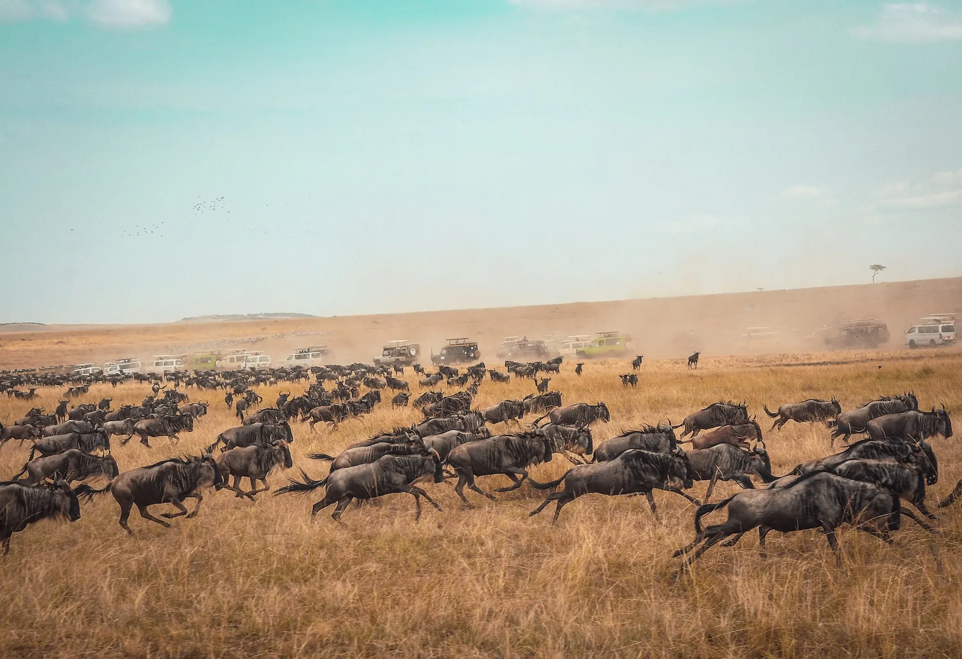 migration of wildebeest