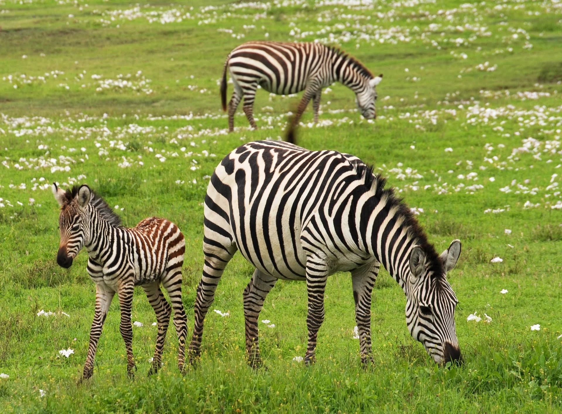 serengeti zebra baby