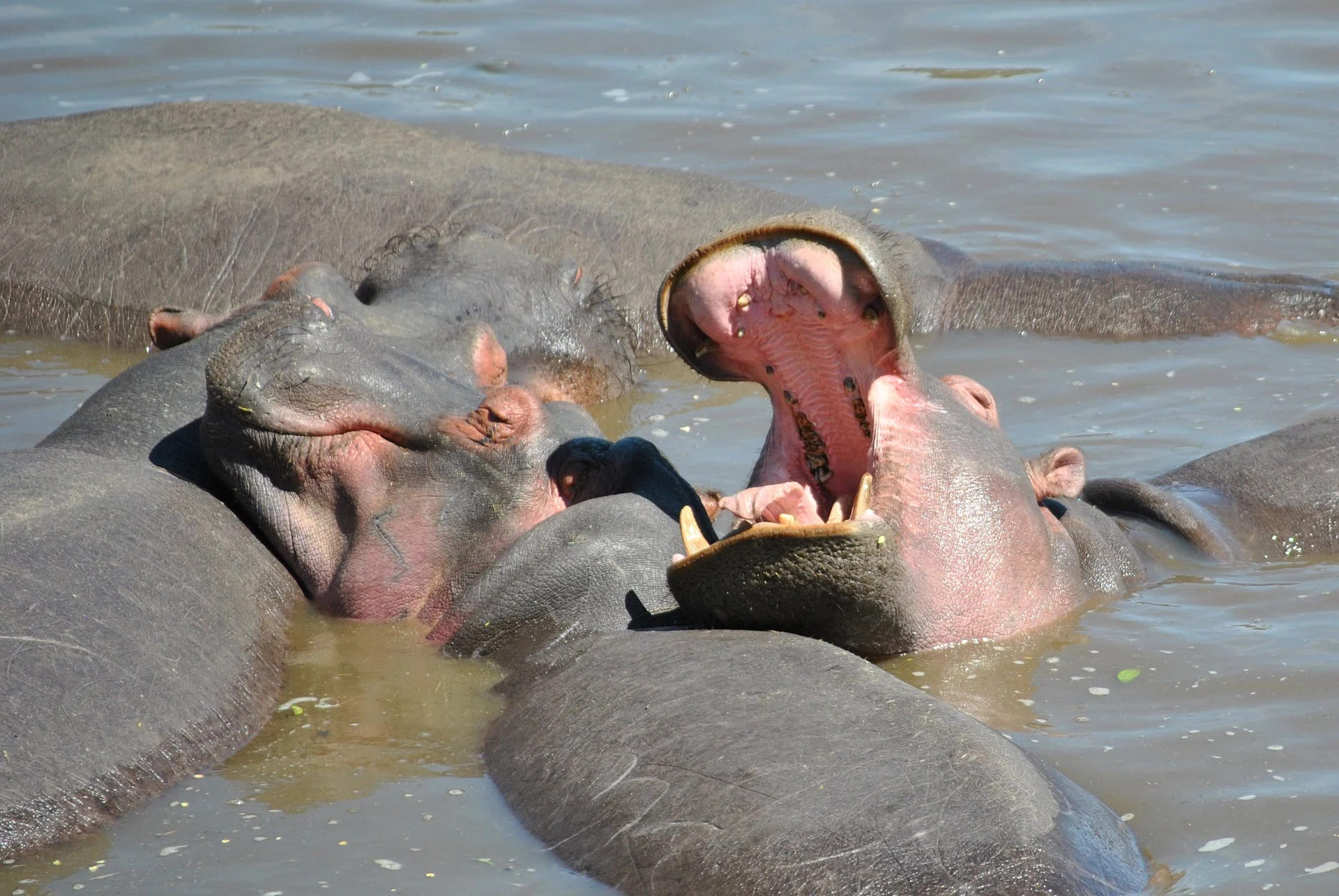 Tanzania National Park Hippo