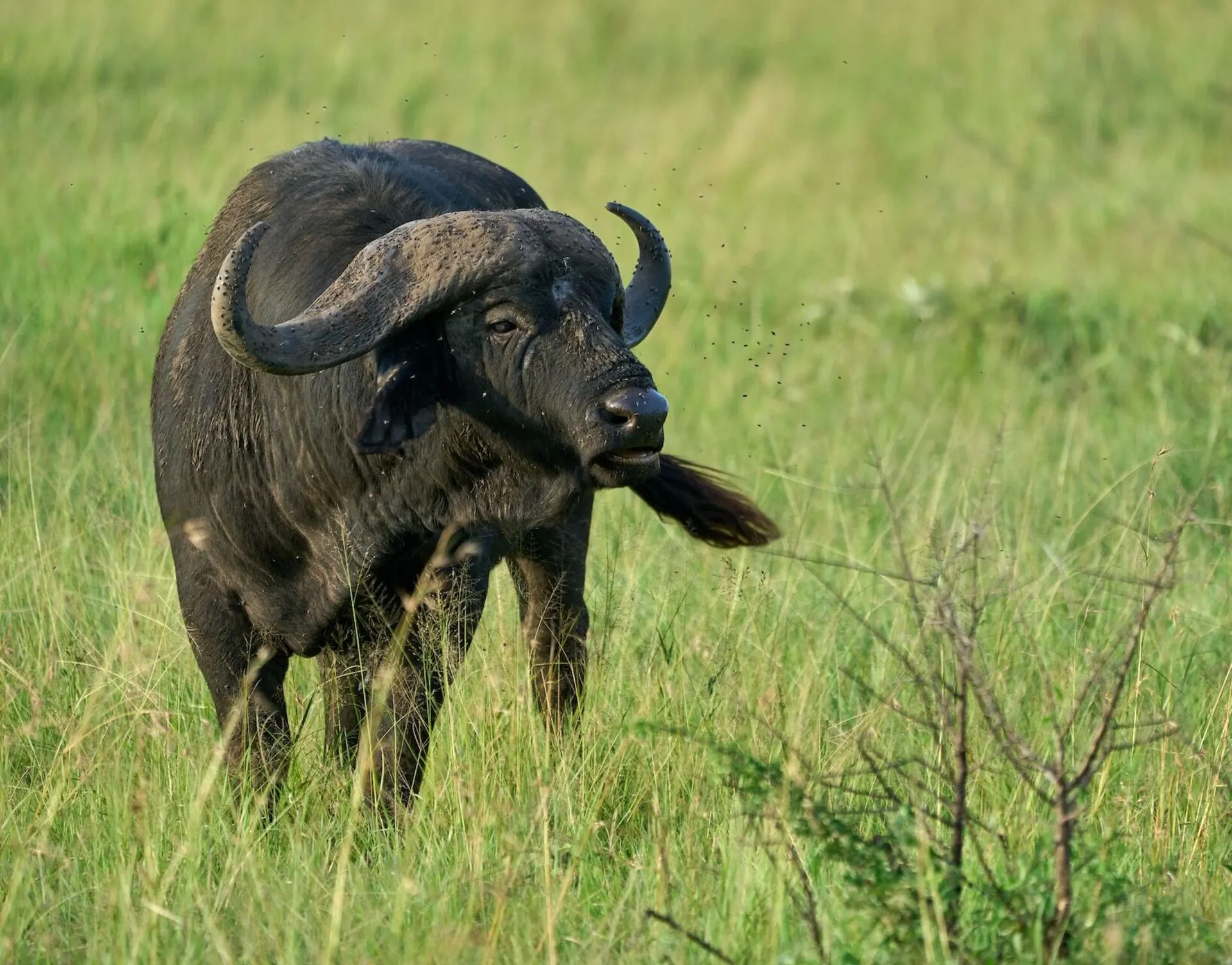 How does Cape Buffalo look like