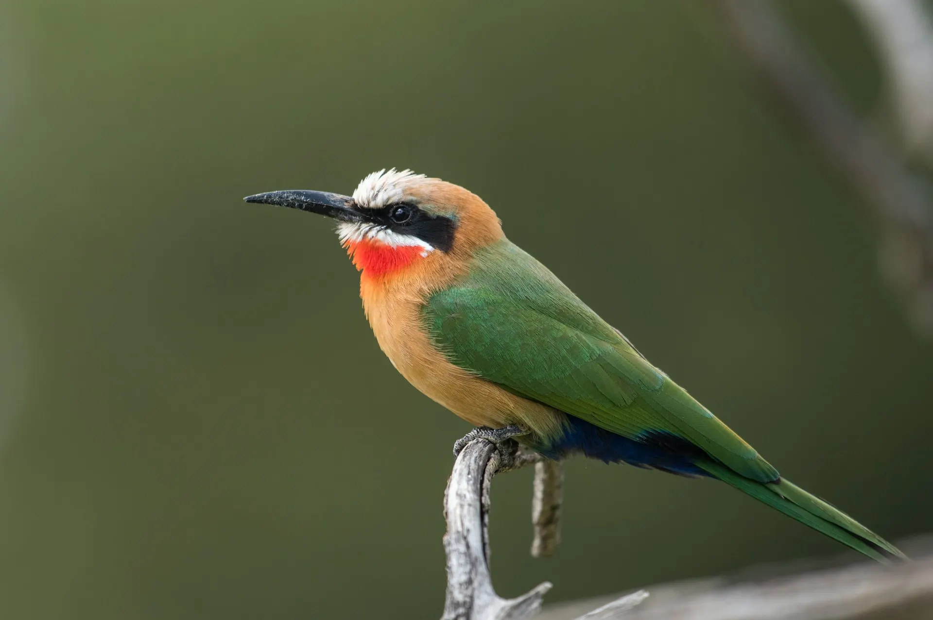 Red Throat Bee Eater