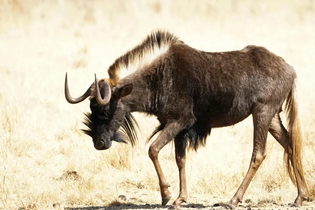 Black Wildebeest