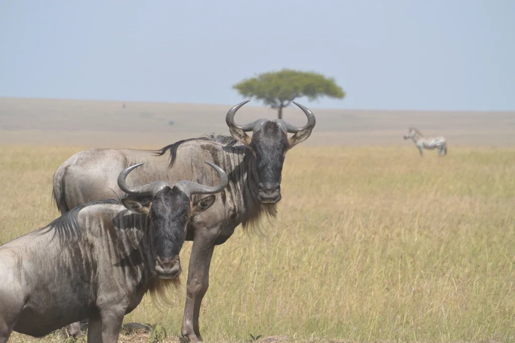 Blue Wildebeest