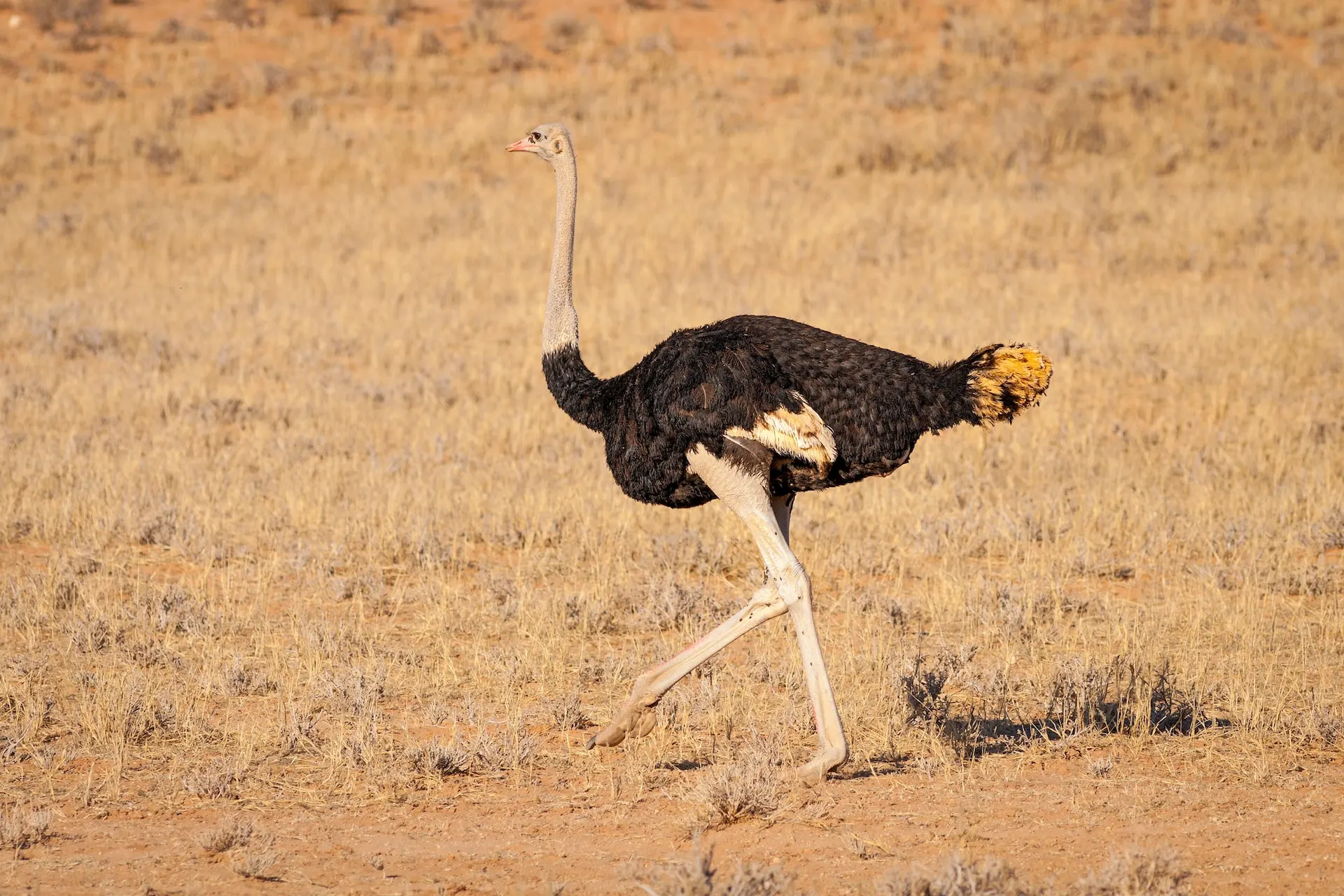 africa ostrich