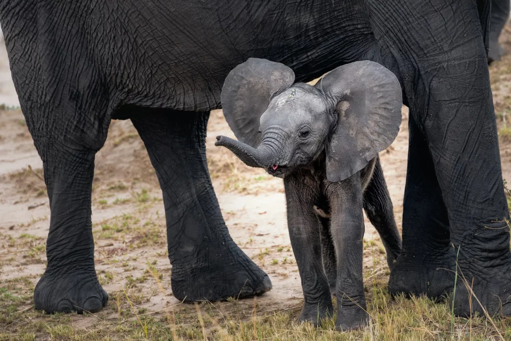 African Baby Elephant