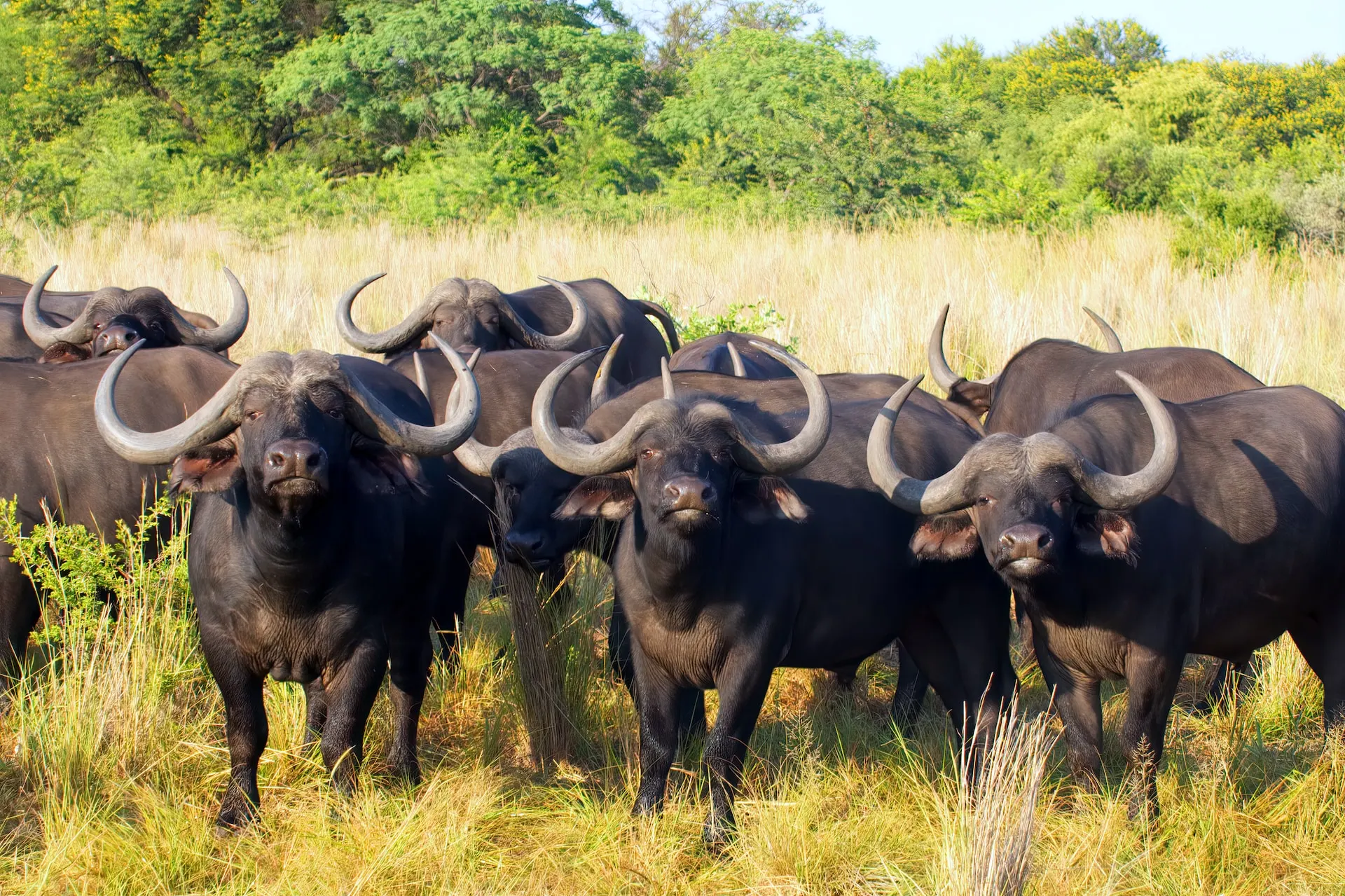 Cape Buffalo - Big Cats Safari