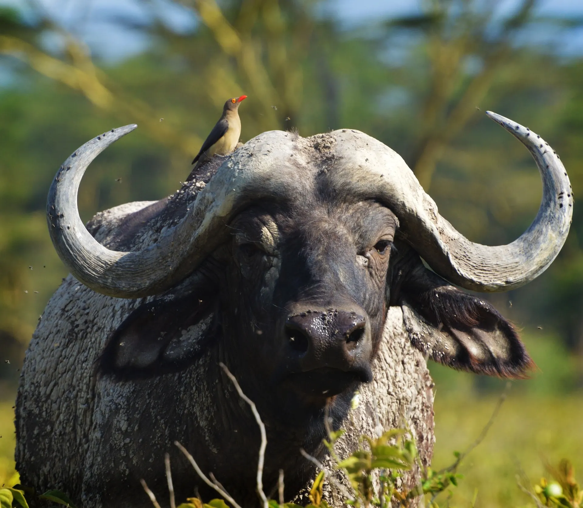 African Cape Buffalo Member of big five