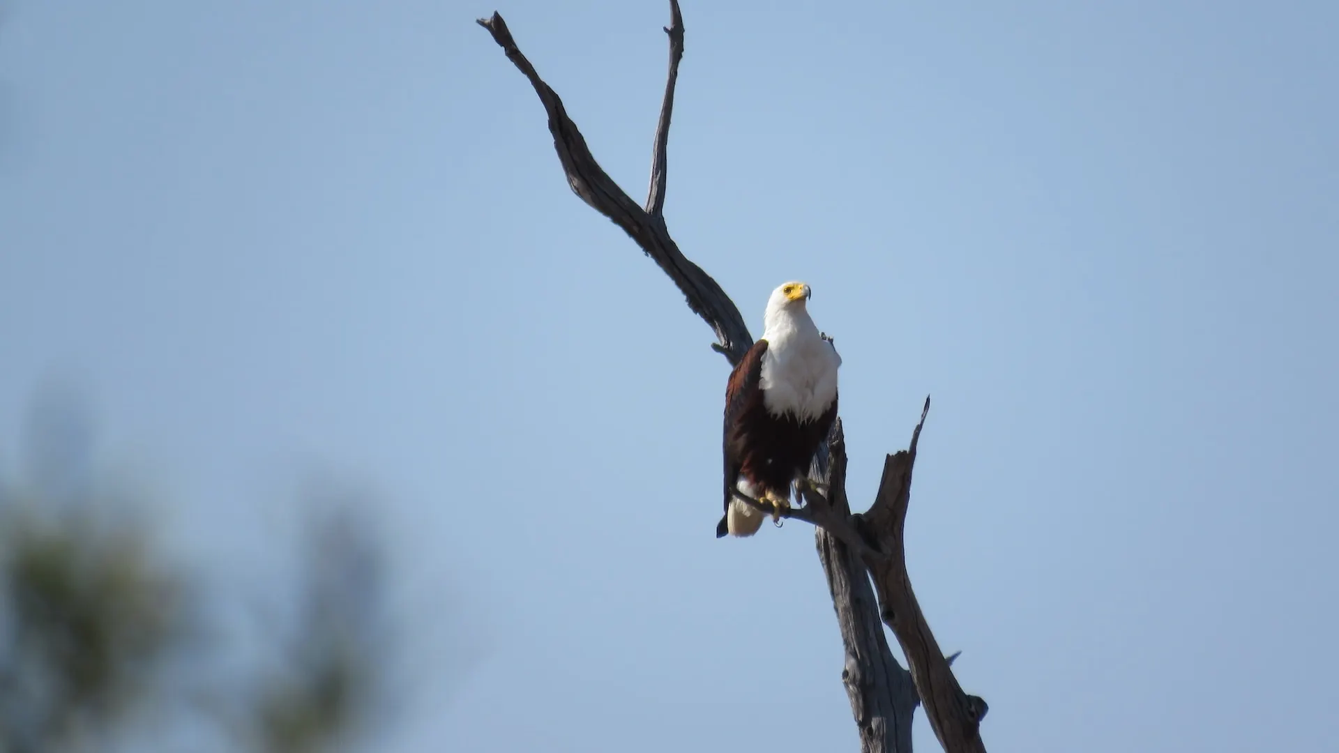 african eagle