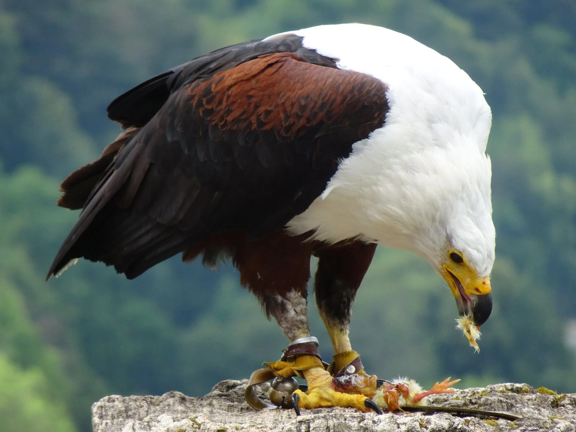 African Fish Eagle Appearance 