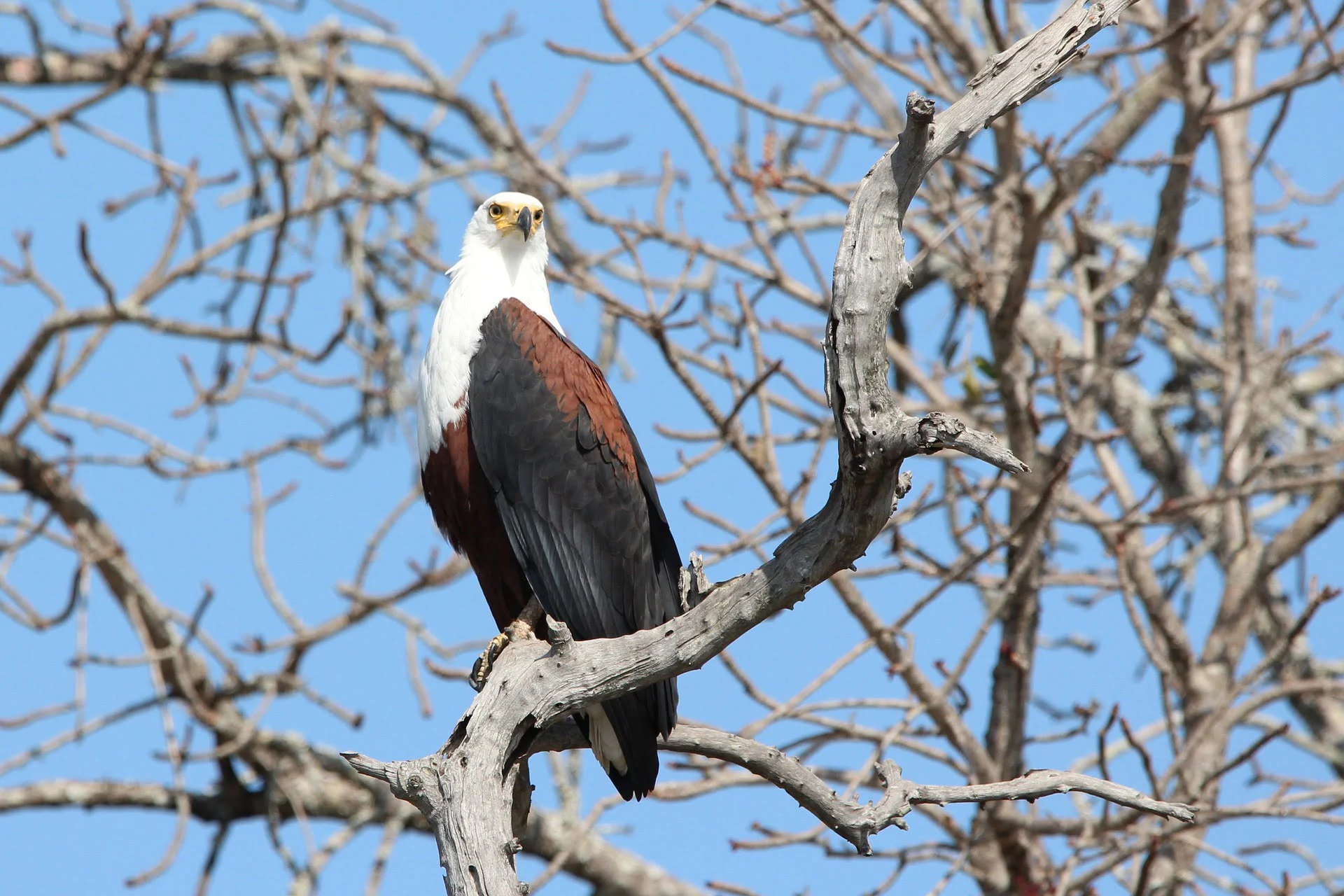 African Fish Eagle Overview