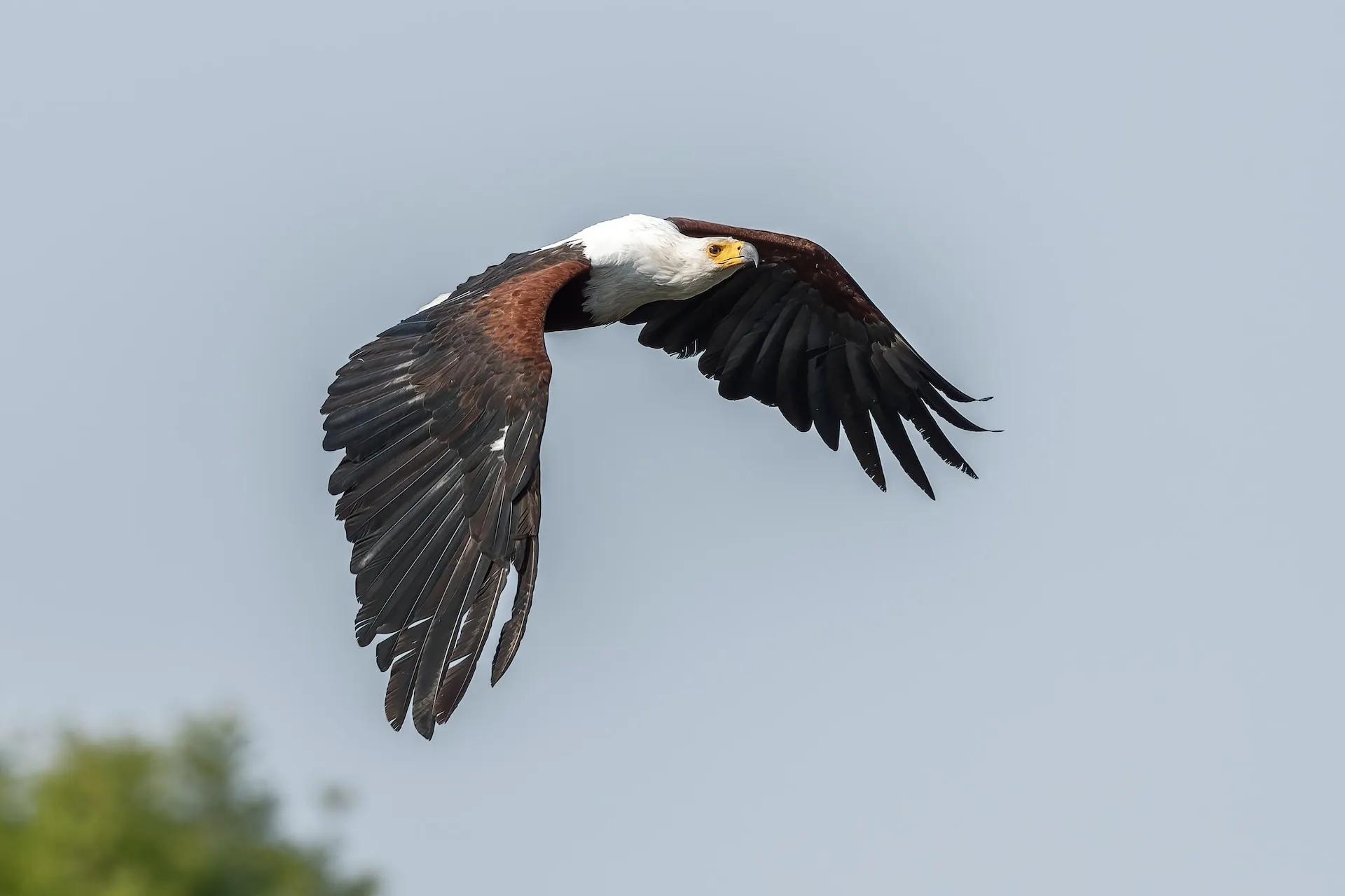 African Fish Eagle Intro