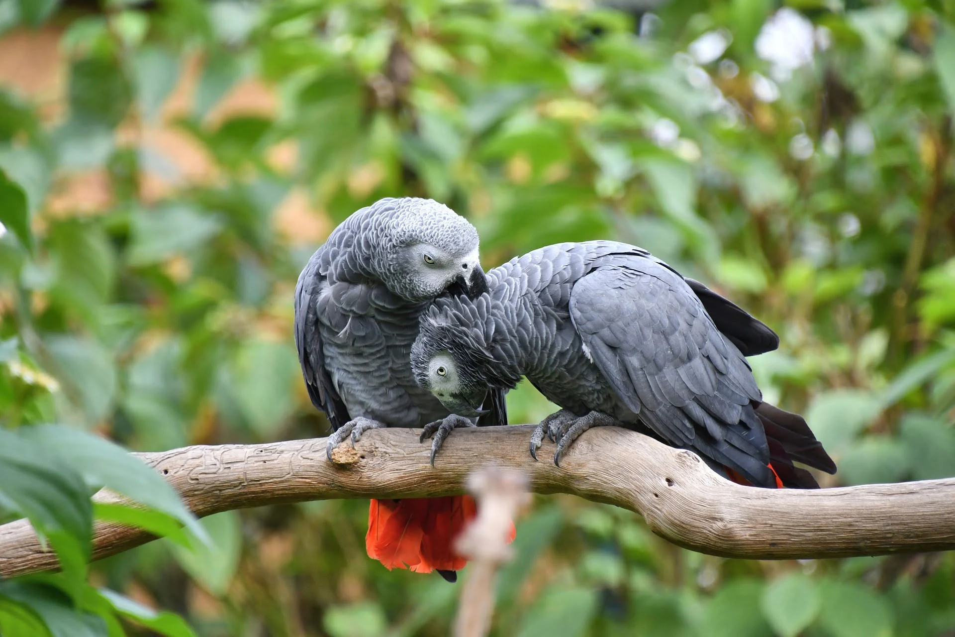 African Grey Parrot