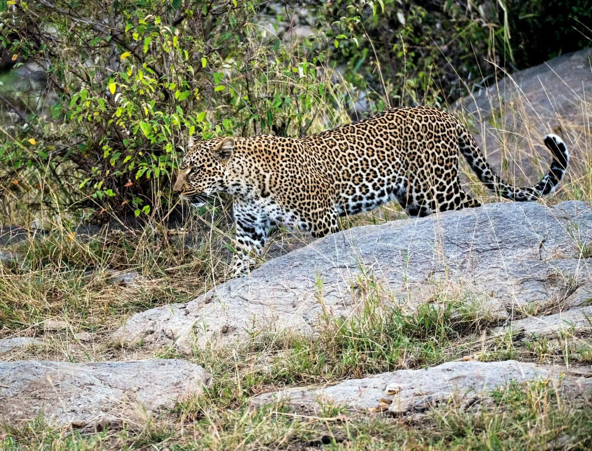 Leopard Appearance