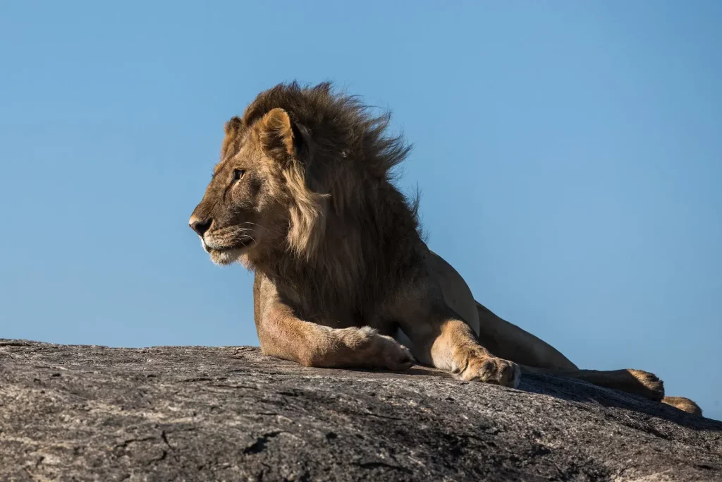 African lion on rock