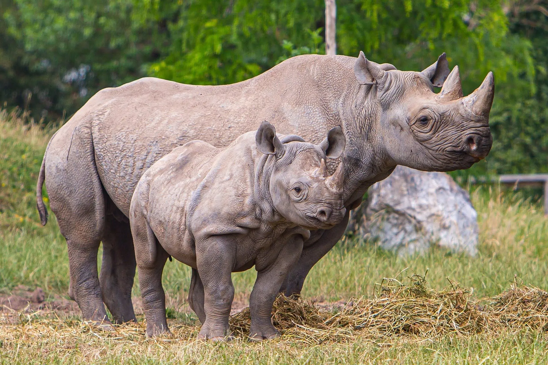 african-rhino-bg