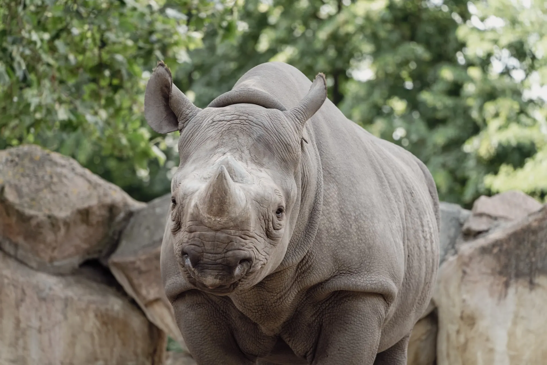 Black Rhinoceros