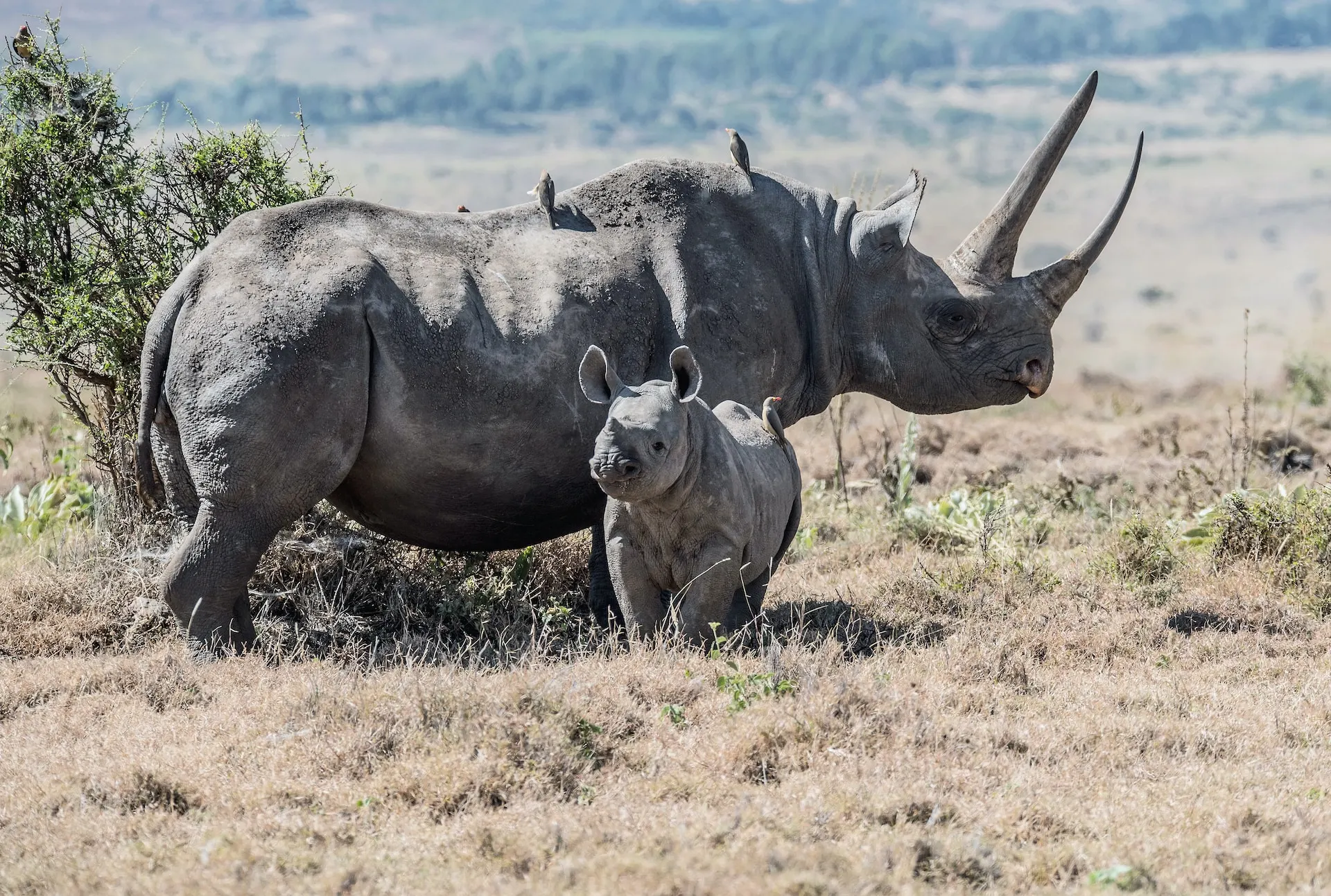 Black Rhinoceros