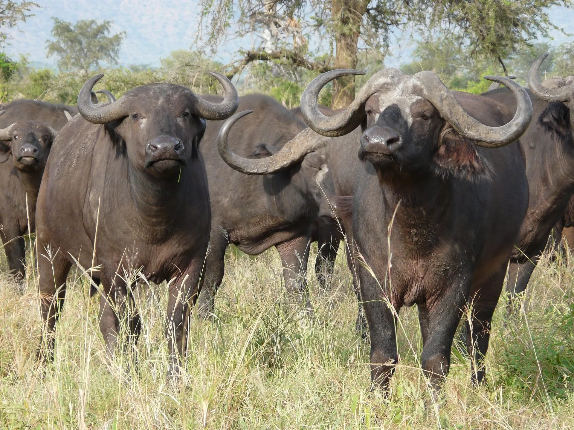 what african buffalo like to eat