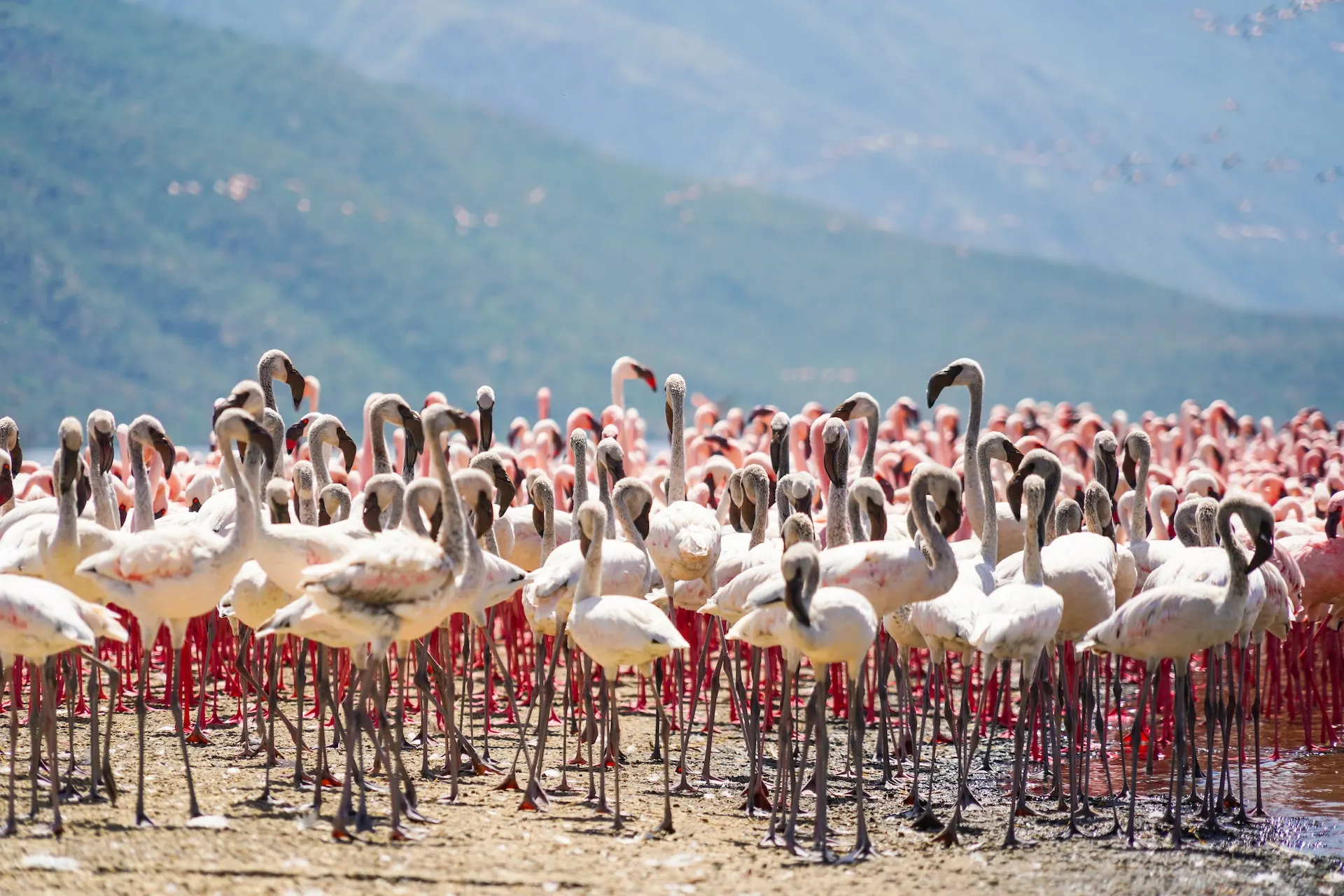 flamingo-flock-in-nakuru