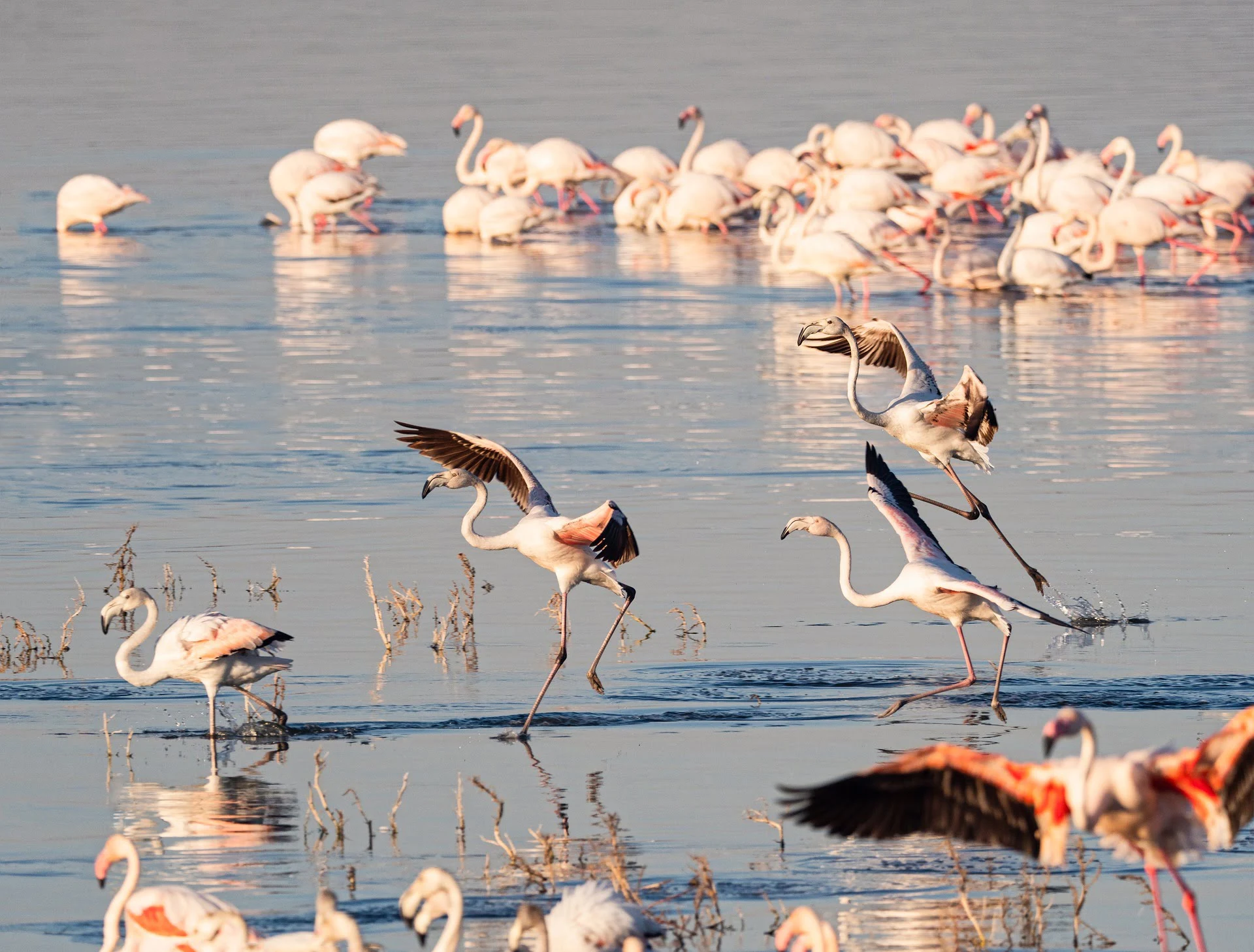 flock of flamingos 