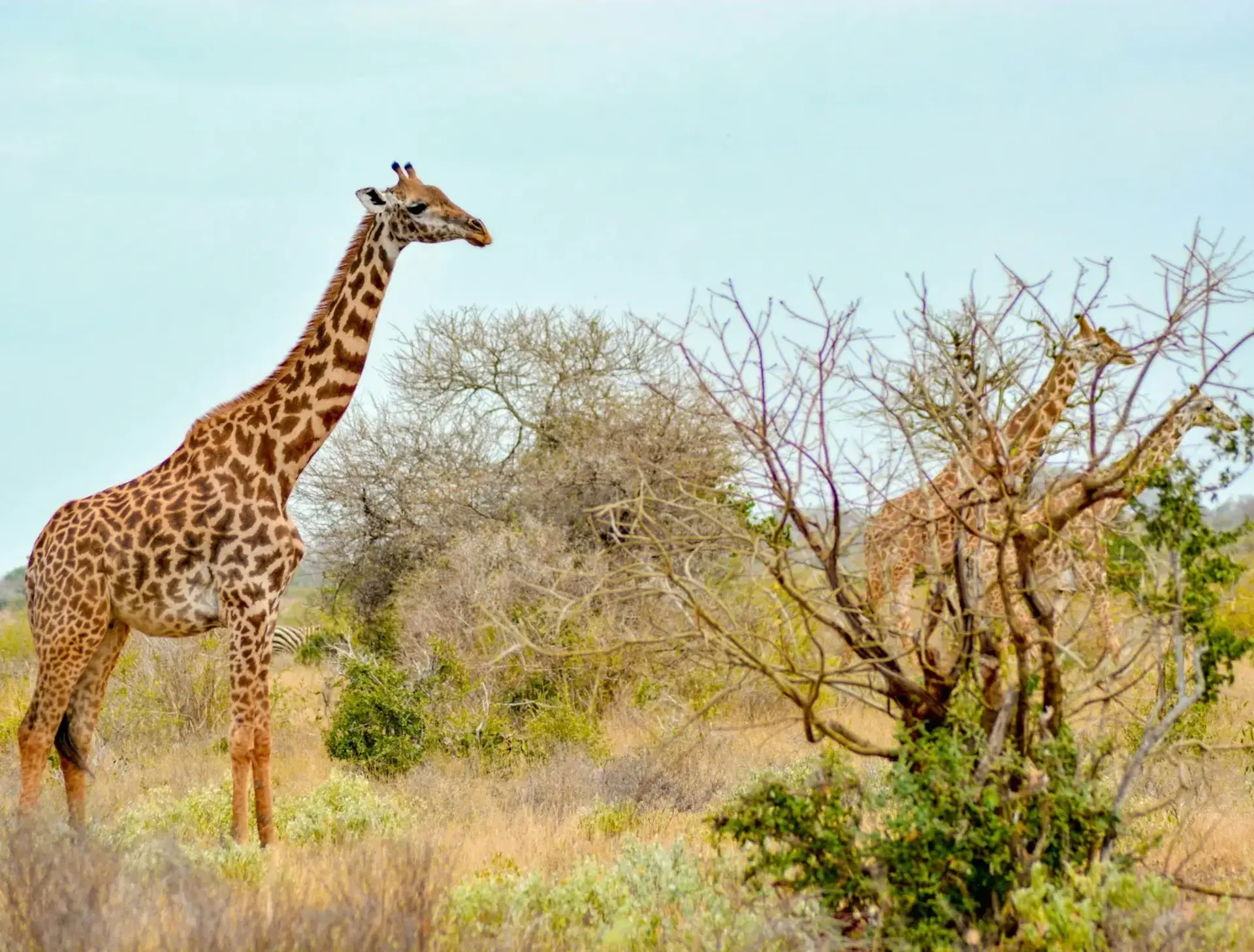 giraffe-historical-importance