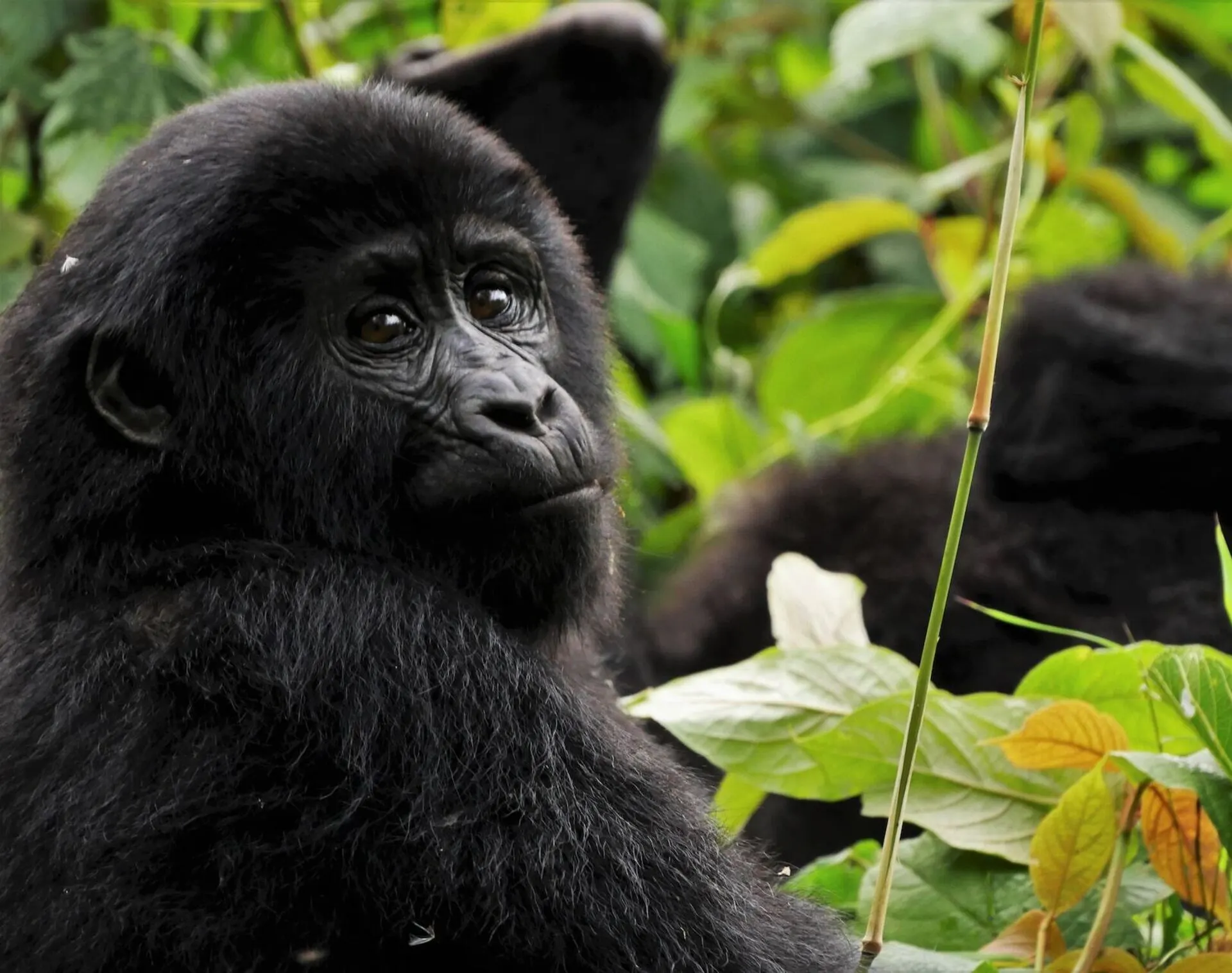 Gorilla - Big Cats Safari