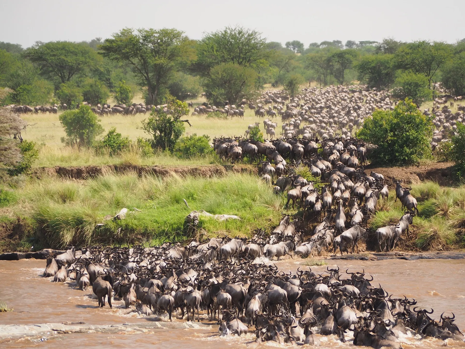 Great migration of wildebeests on the Mara River