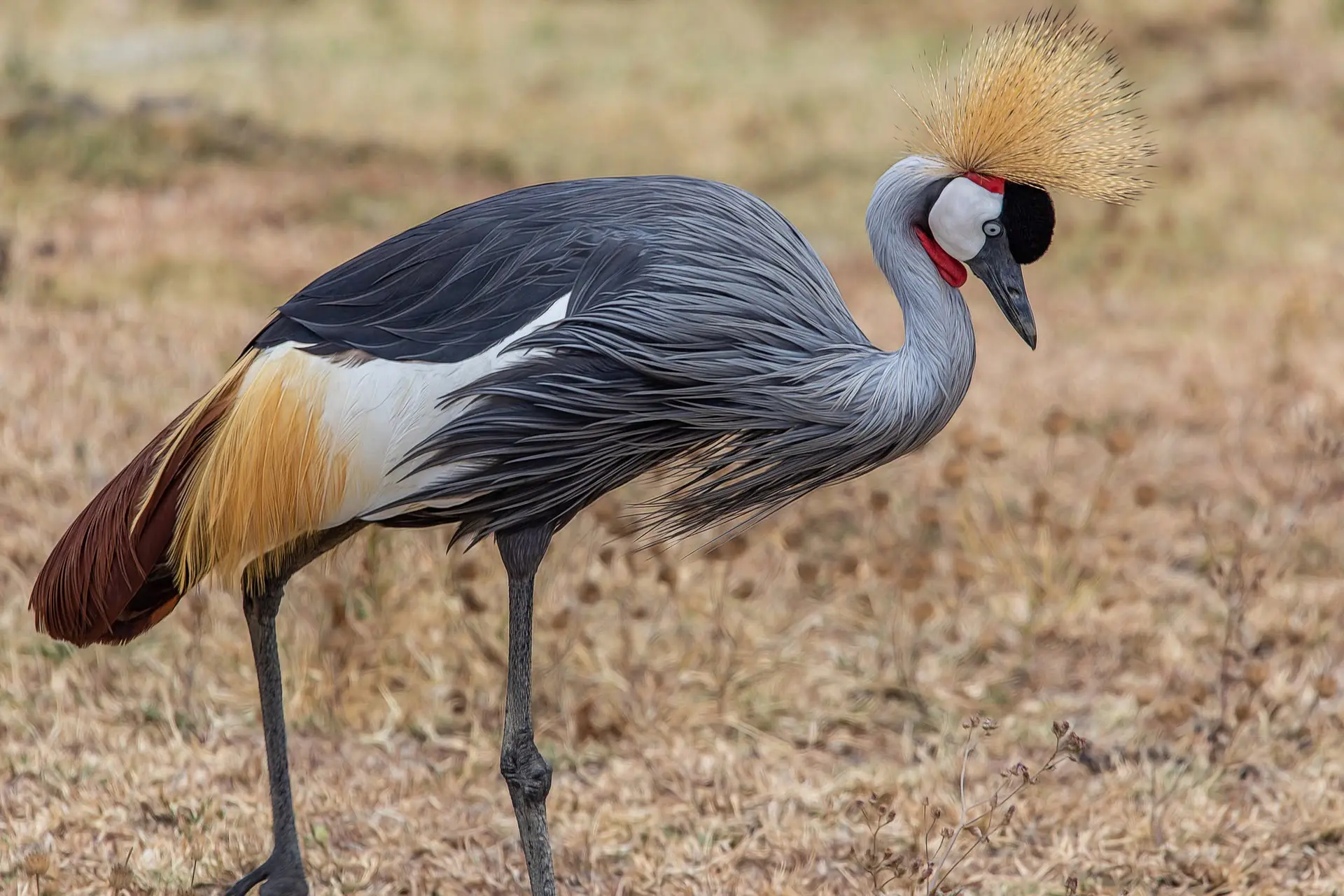 grey crowned crane