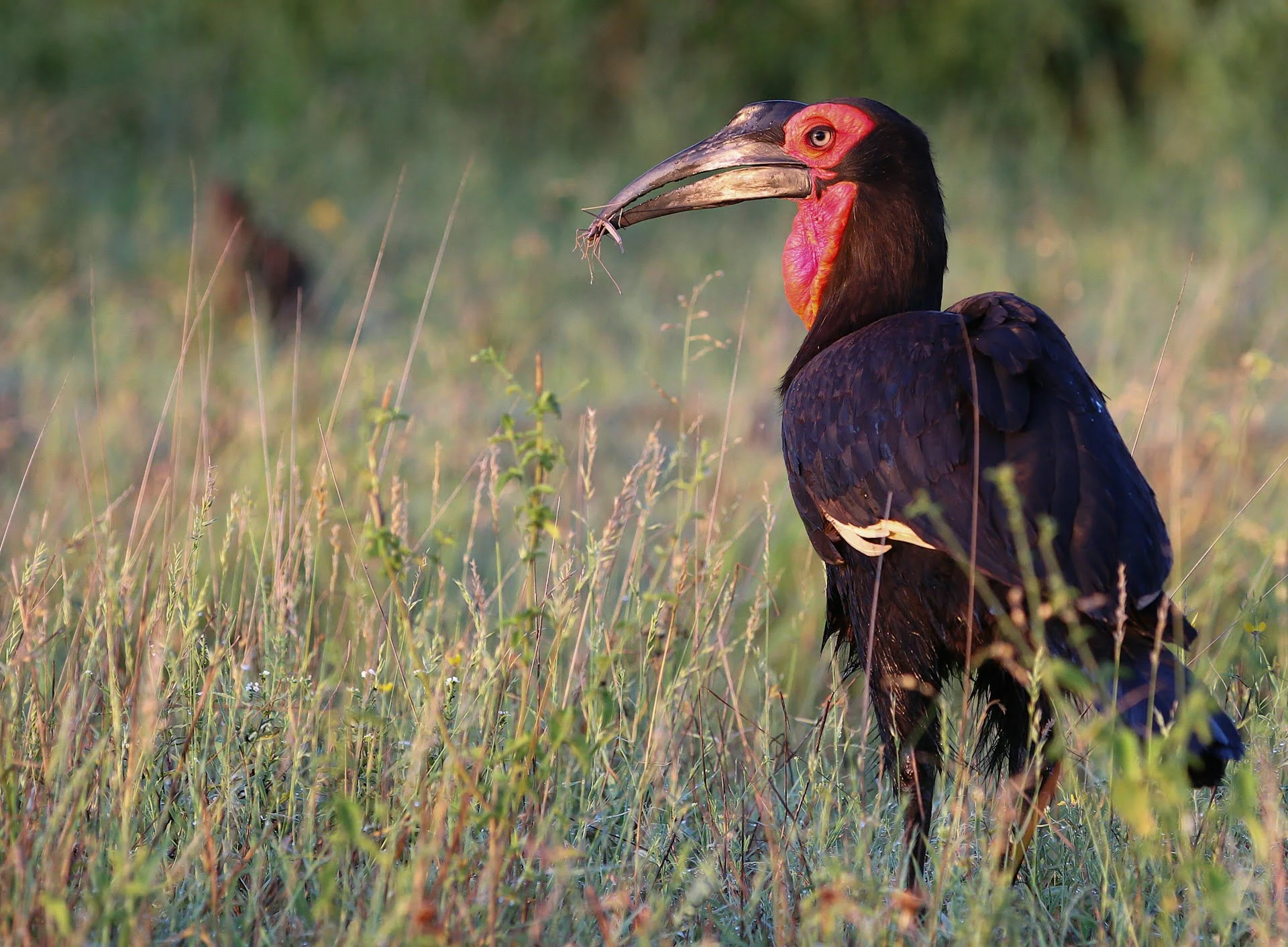 ground hornbill