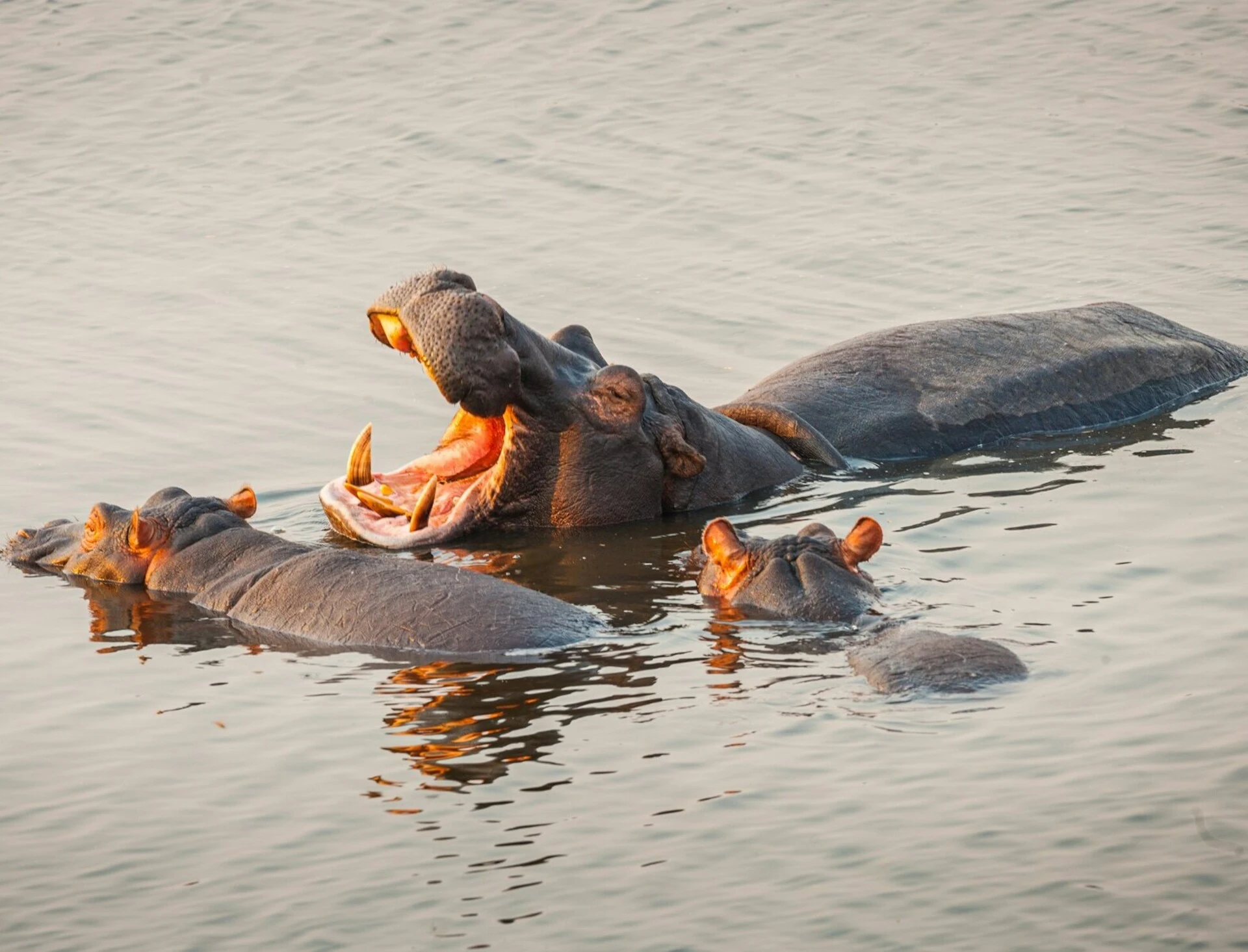 Hippopotamus Appearance