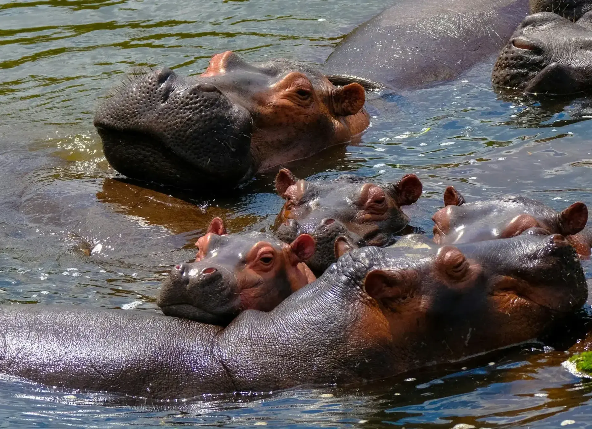 what hippopotamus like to eat