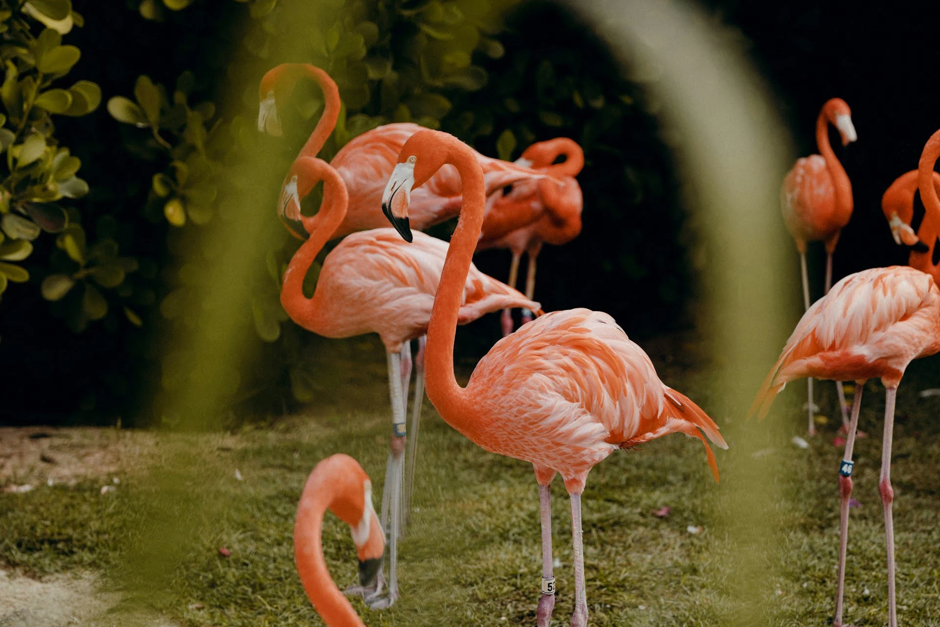 flock of flamingos