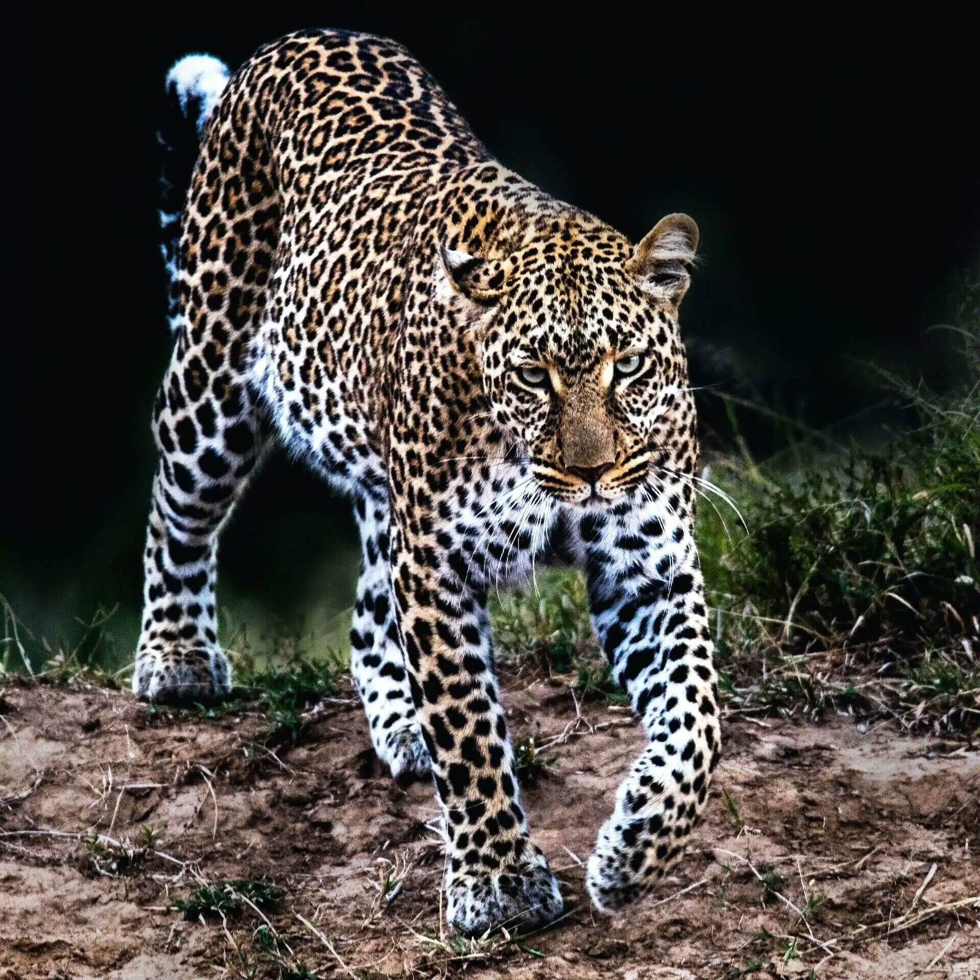 Leopard in night