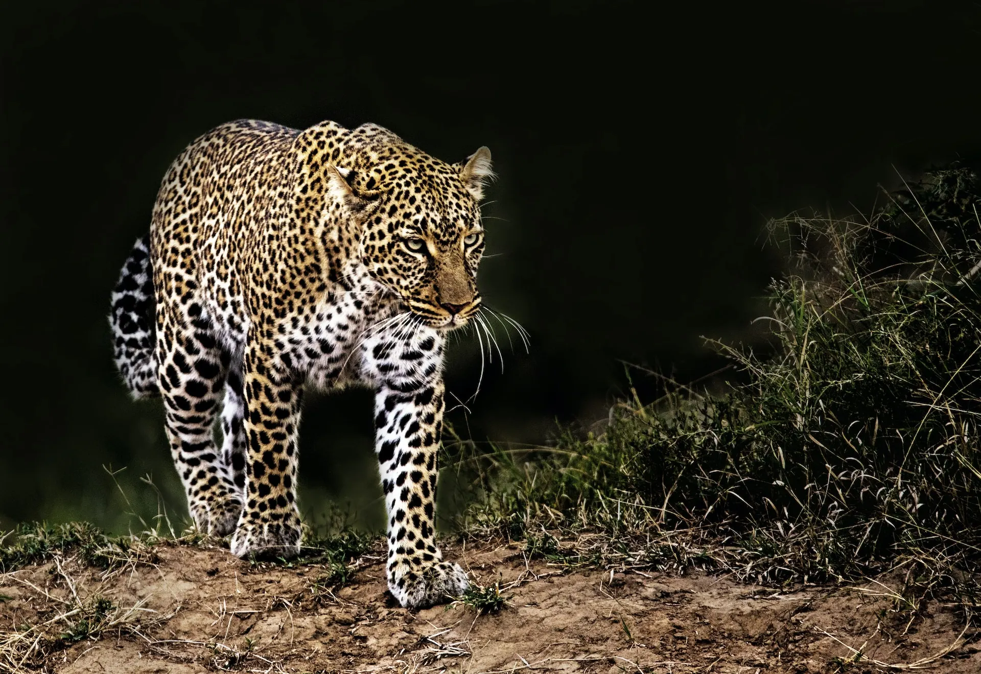 leopard in night masai mara