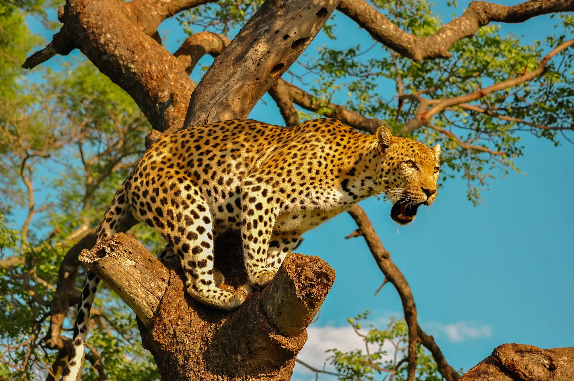 About Big Cats Safari