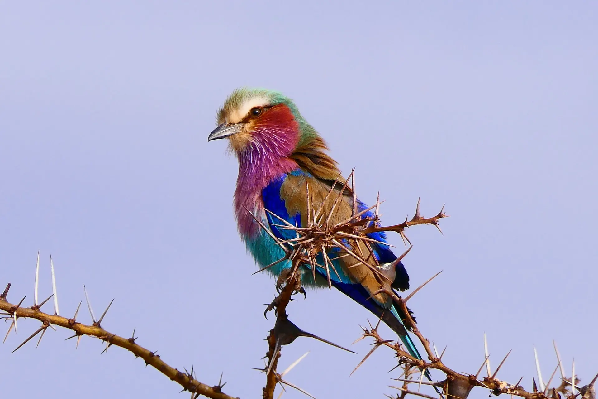 Lilac Breasted Roller